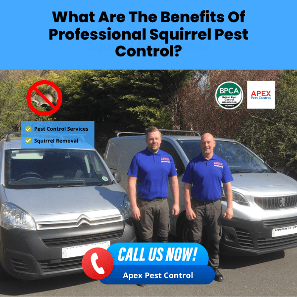 What Are The Benefits Of Professional Squirrel Pest Control - Apex pest control company offering Squirrel pest control.