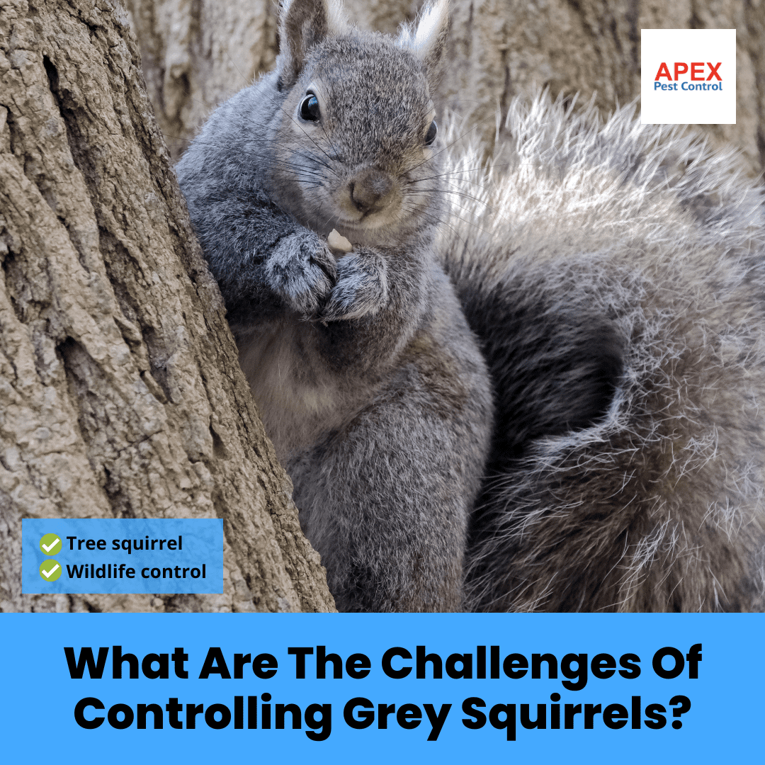 What Are The Challenges Of Controlling Grey Squirrels?