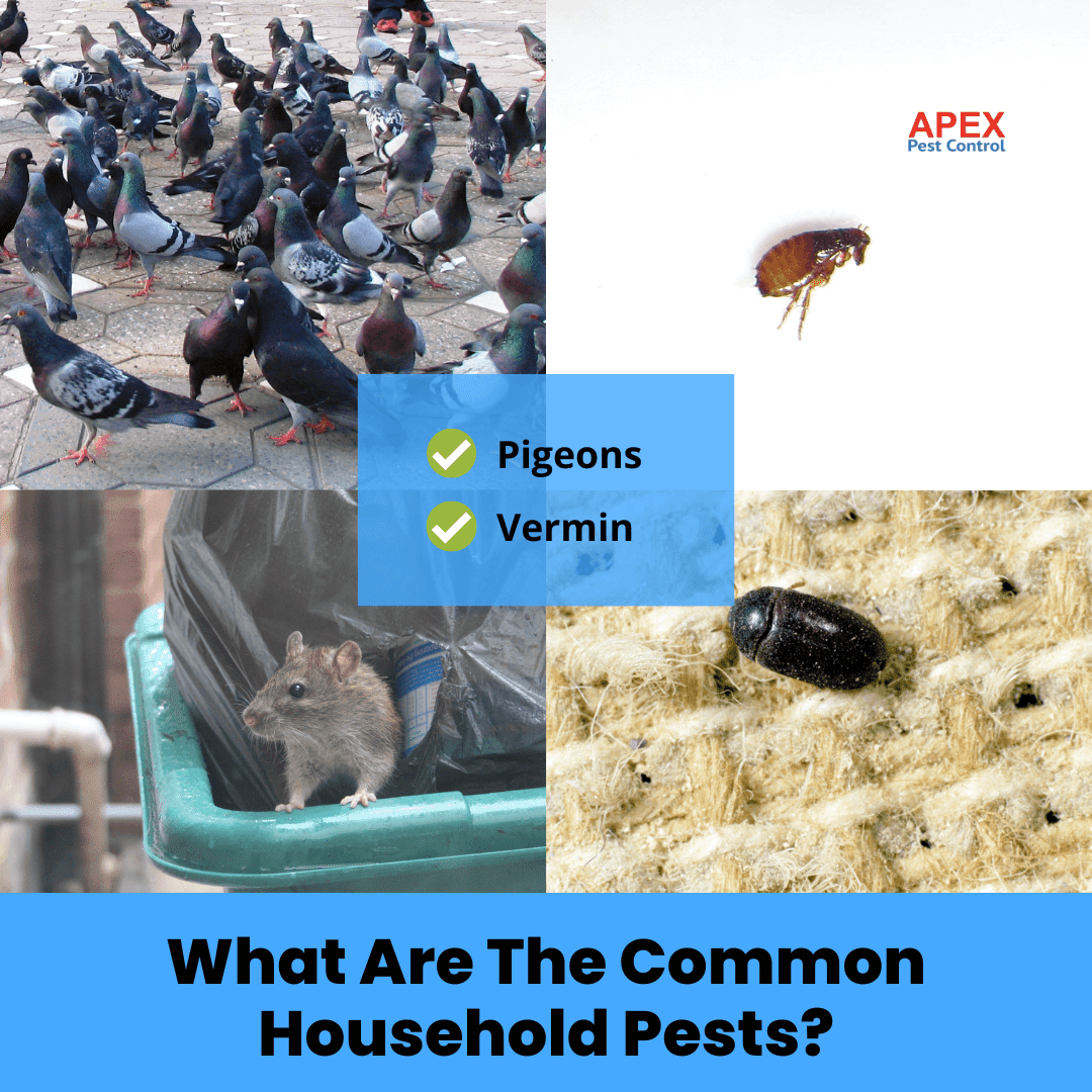 What Are The Common Household Pests