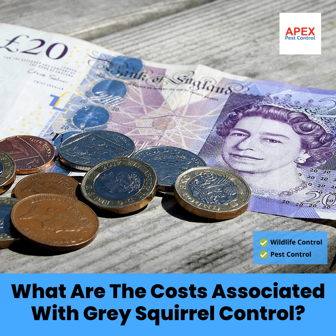 What Are The Costs Associated With Grey Squirrel Control?