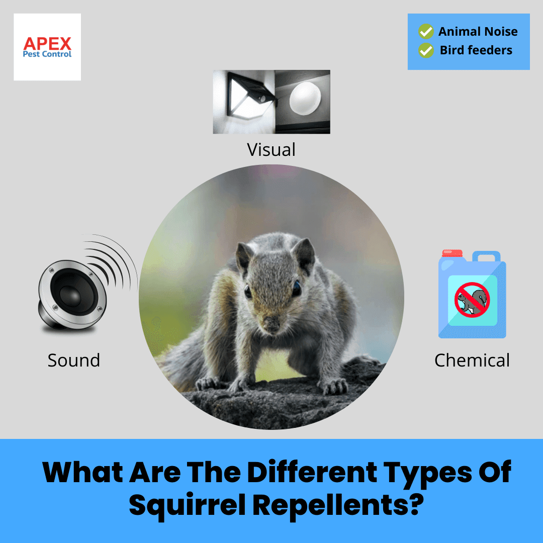 What Are The Different Types Of Squirrel Repellents