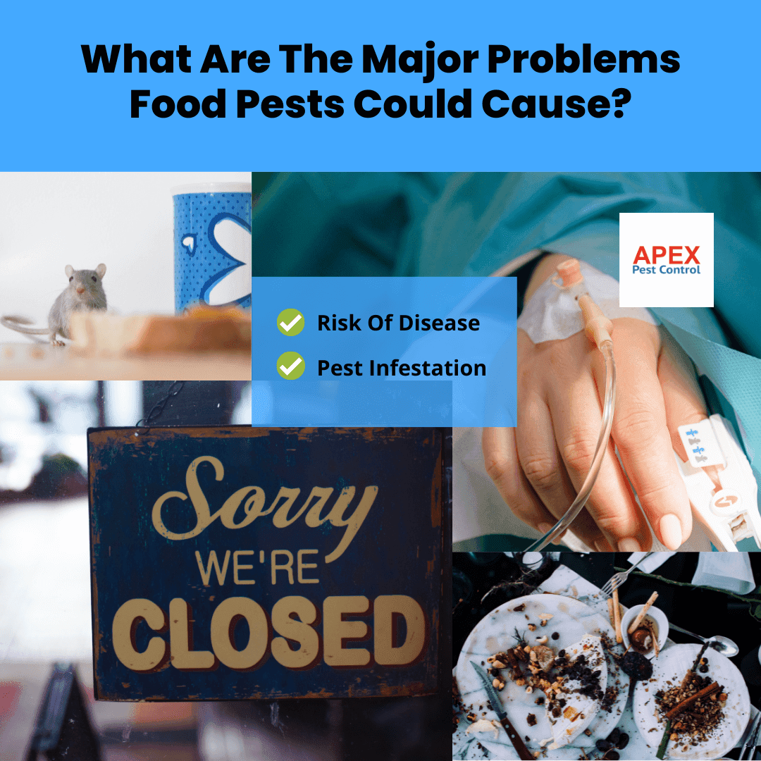 What Are The Major Problems Food Pests Could Cause