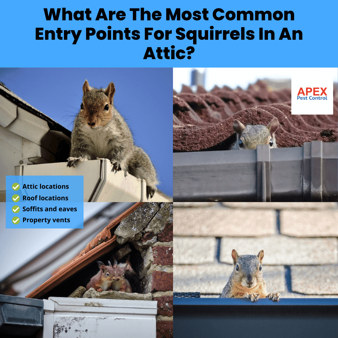 What Are The Most Common Entry Points For Squirrels In An Attic?