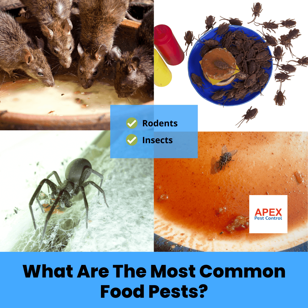 What Are The Most Common Food Pests