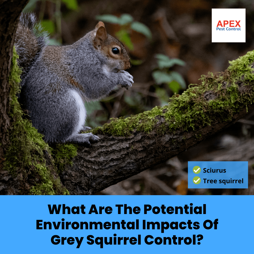 What Are The Potential Environmental Impacts Of Grey Squirrel Control
