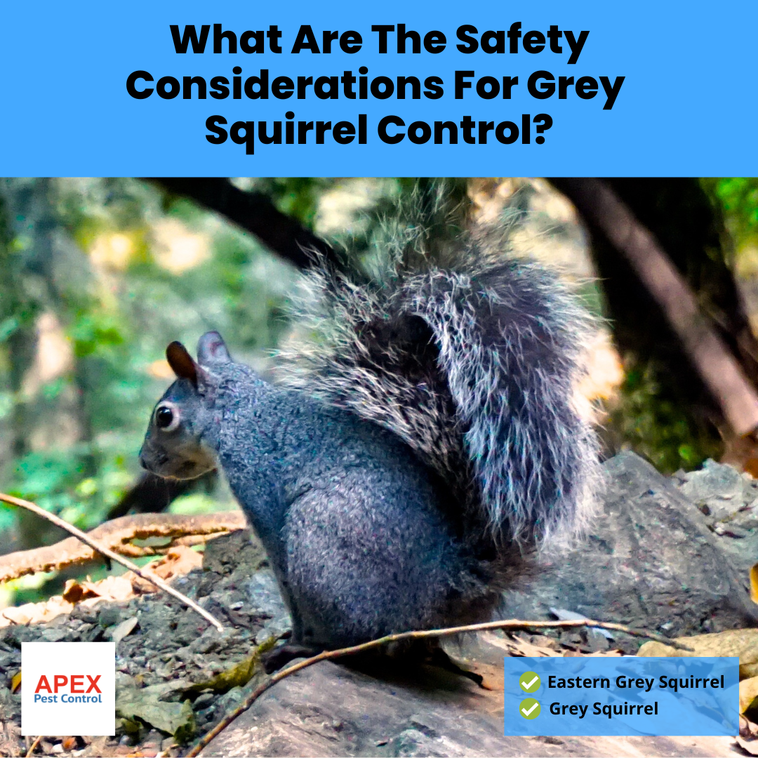 What Are The Safety Considerations For Grey Squirrel Control?