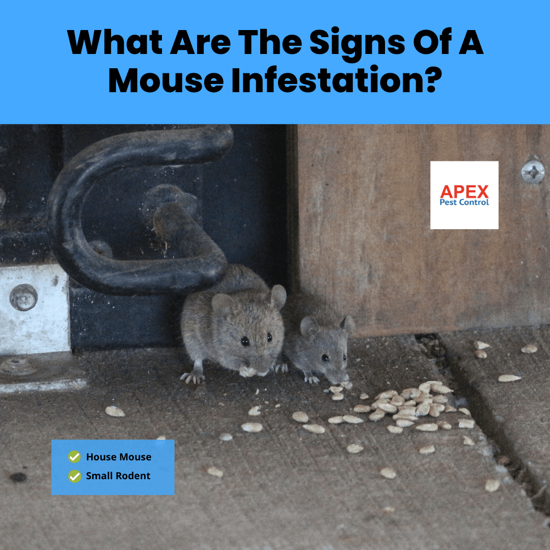 What Are The Signs Of A Mouse Infestation