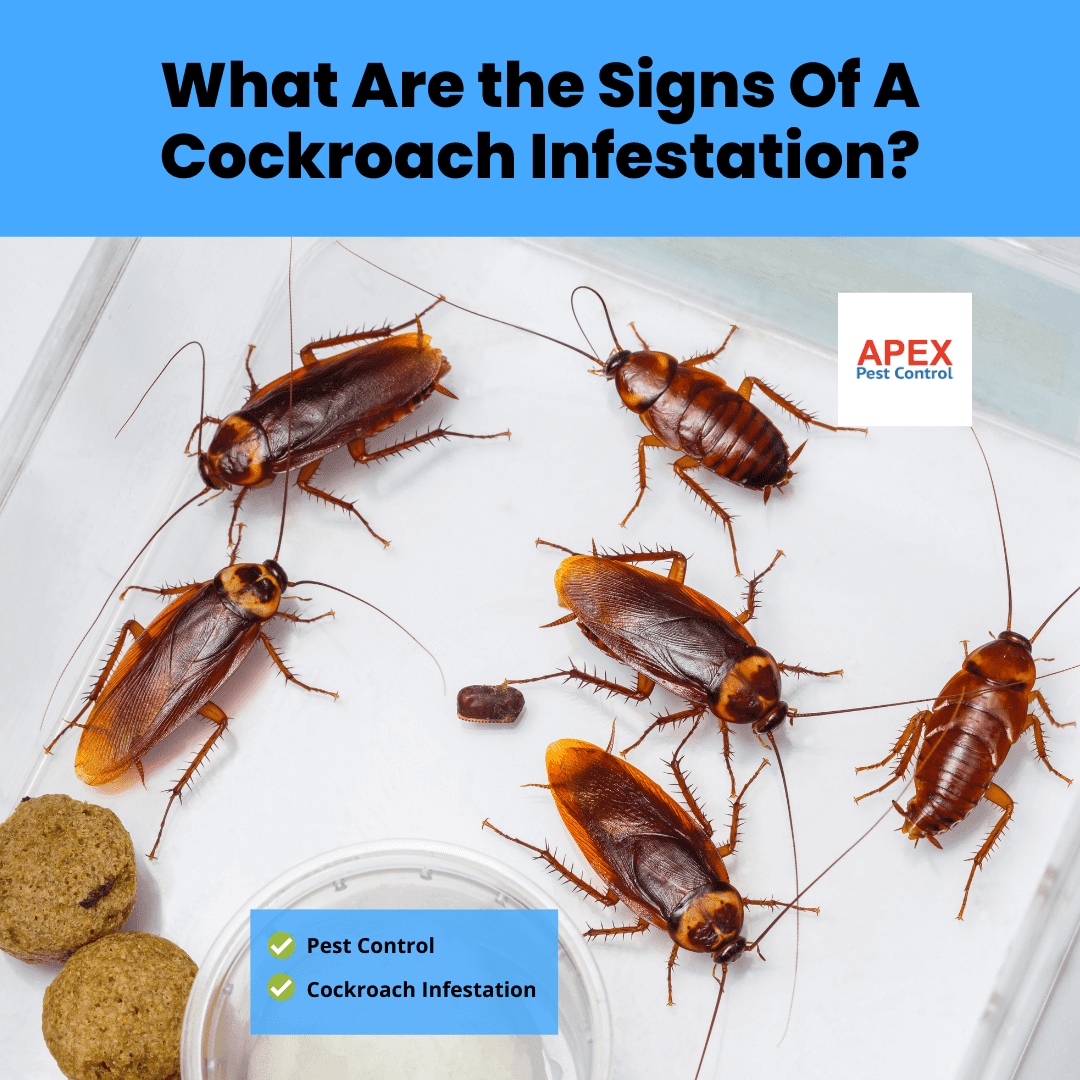 What Are the Signs Of A Cockroach Infestation