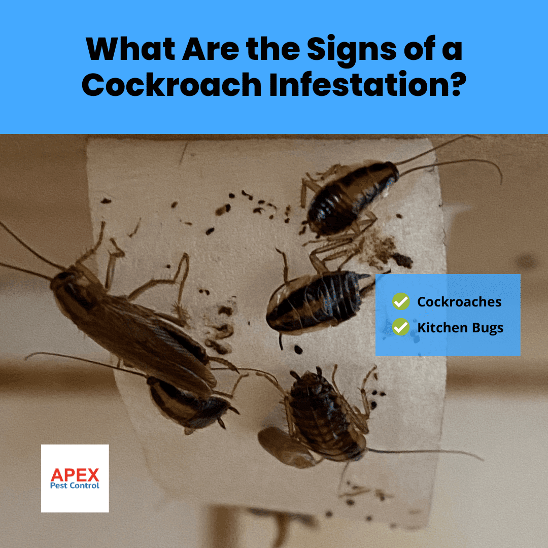 What Are the Signs of a Cockroach Infestation