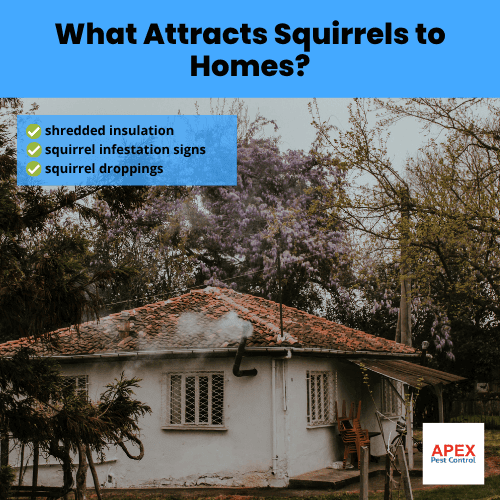 what attracts squirrels to homes