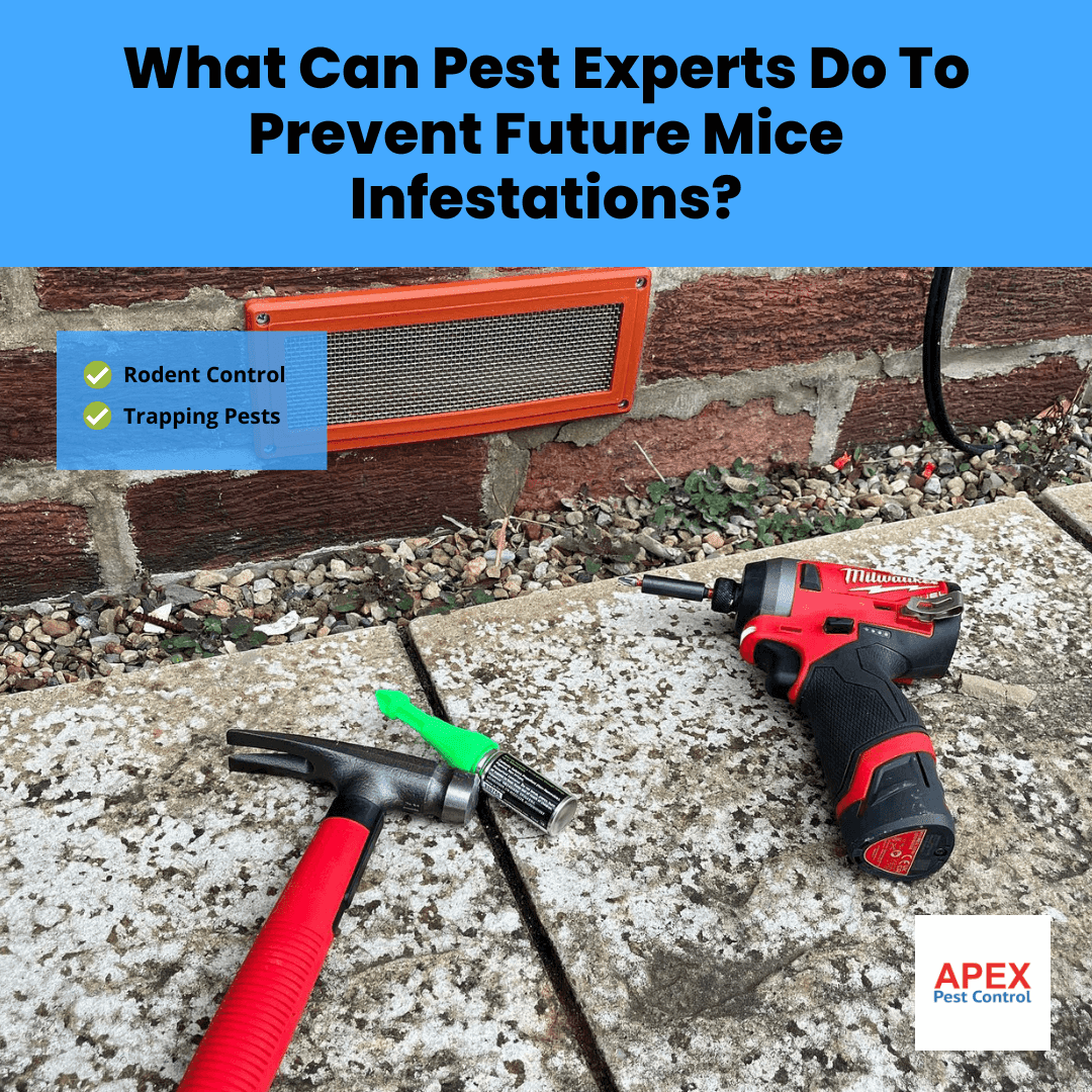 What Can Pest Experts Do To Prevent Future Mice Infestations