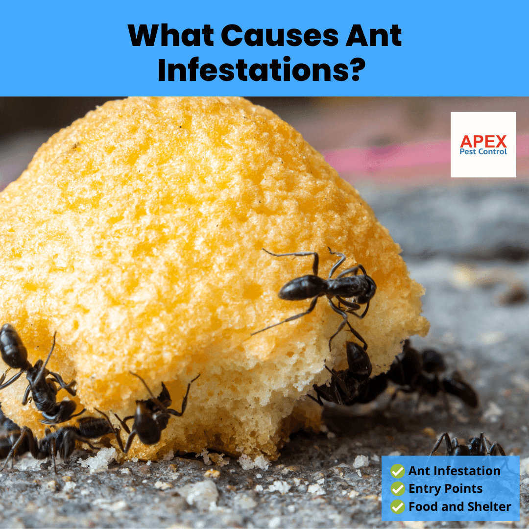 What Causes Ant Infestations