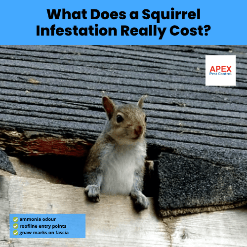 what does a squirrel infestation really cost