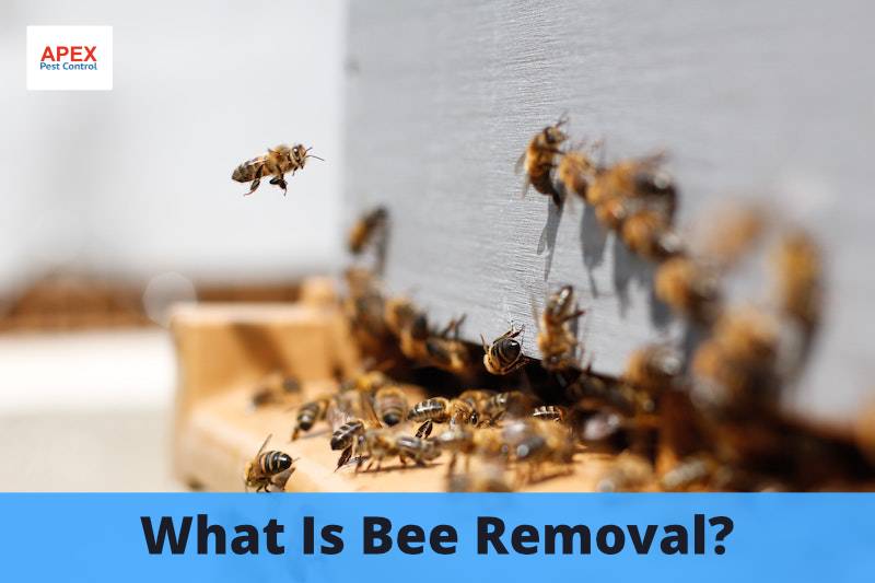 What Is Bee Removal?