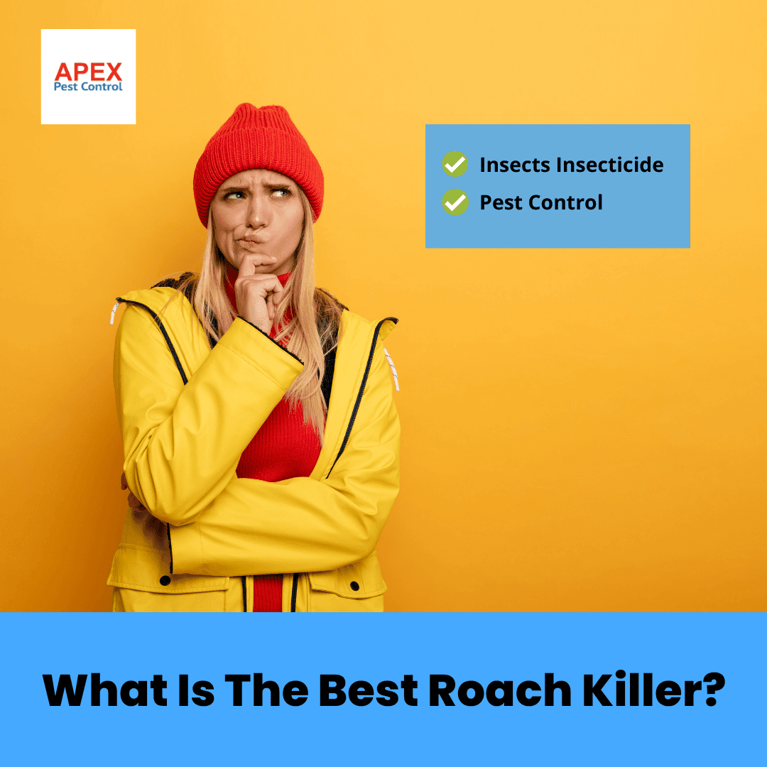 What Is The Best Roach Killer