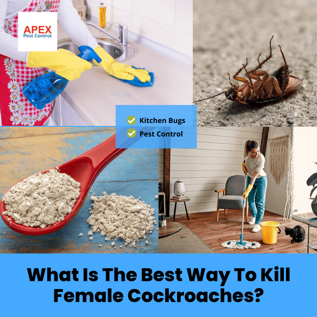 What Is The Best Way To Kill Female Cockroaches