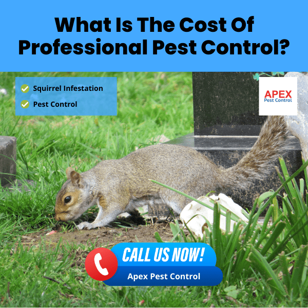 What Is The Cost Of Professional Pest Control - Squirrel Pest Control by pest control company Apex Pest Control. image of Eastern Grey Squirrel eating from bin and spreading rubbish.