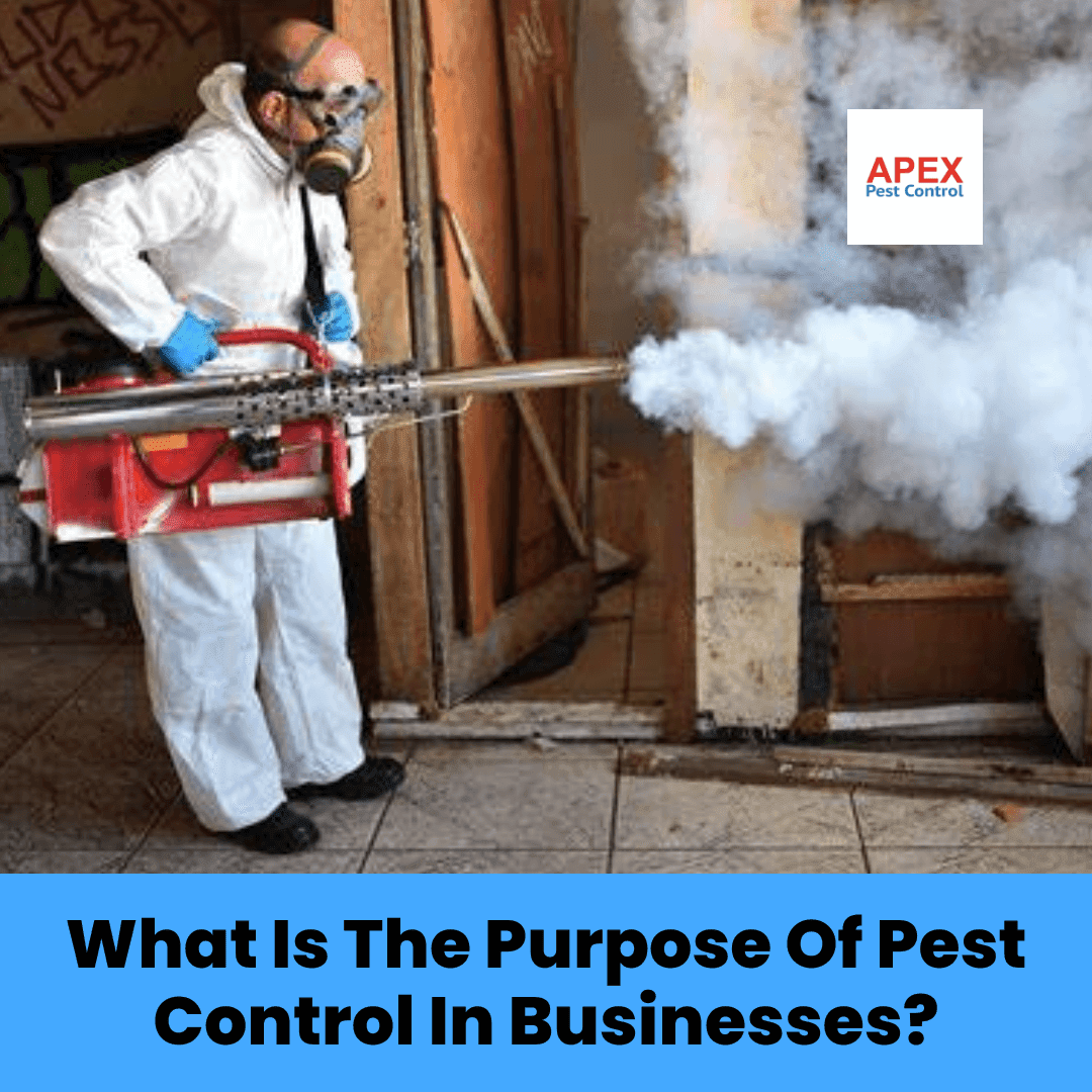 What Is The Purpose Of Pest Control In Businesses