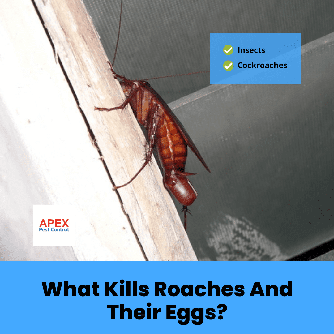 What Kills Roaches And Their Eggs