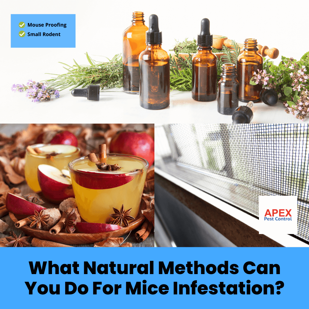 What Natural Methods Can You Do For Mice Infestation