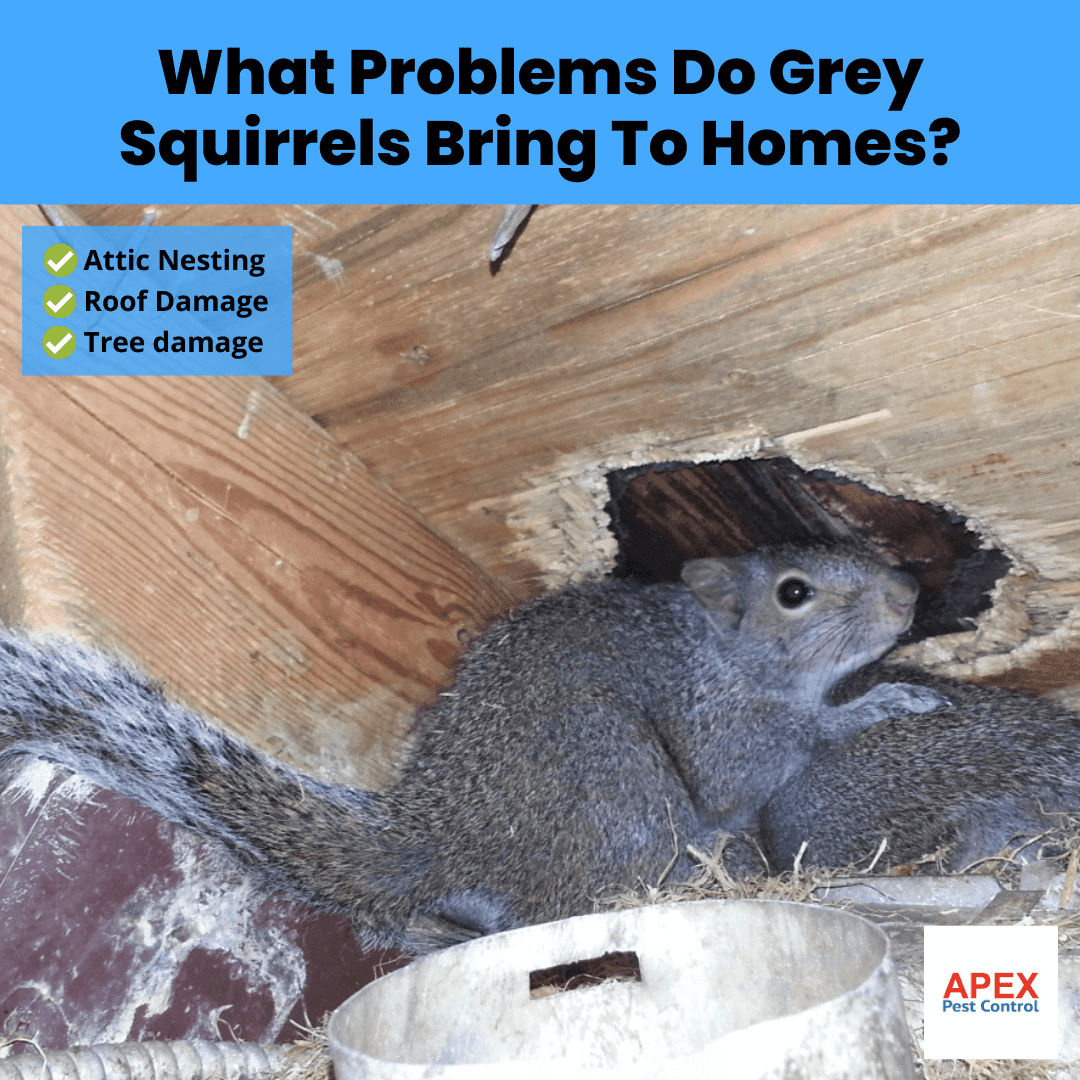 What Problems Do Grey Squirrels Bring To Homes?