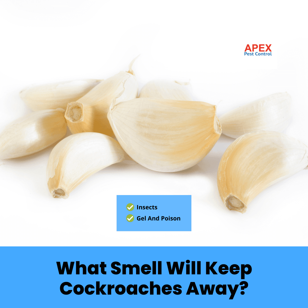 What Smell Will Keep Cockroaches Away