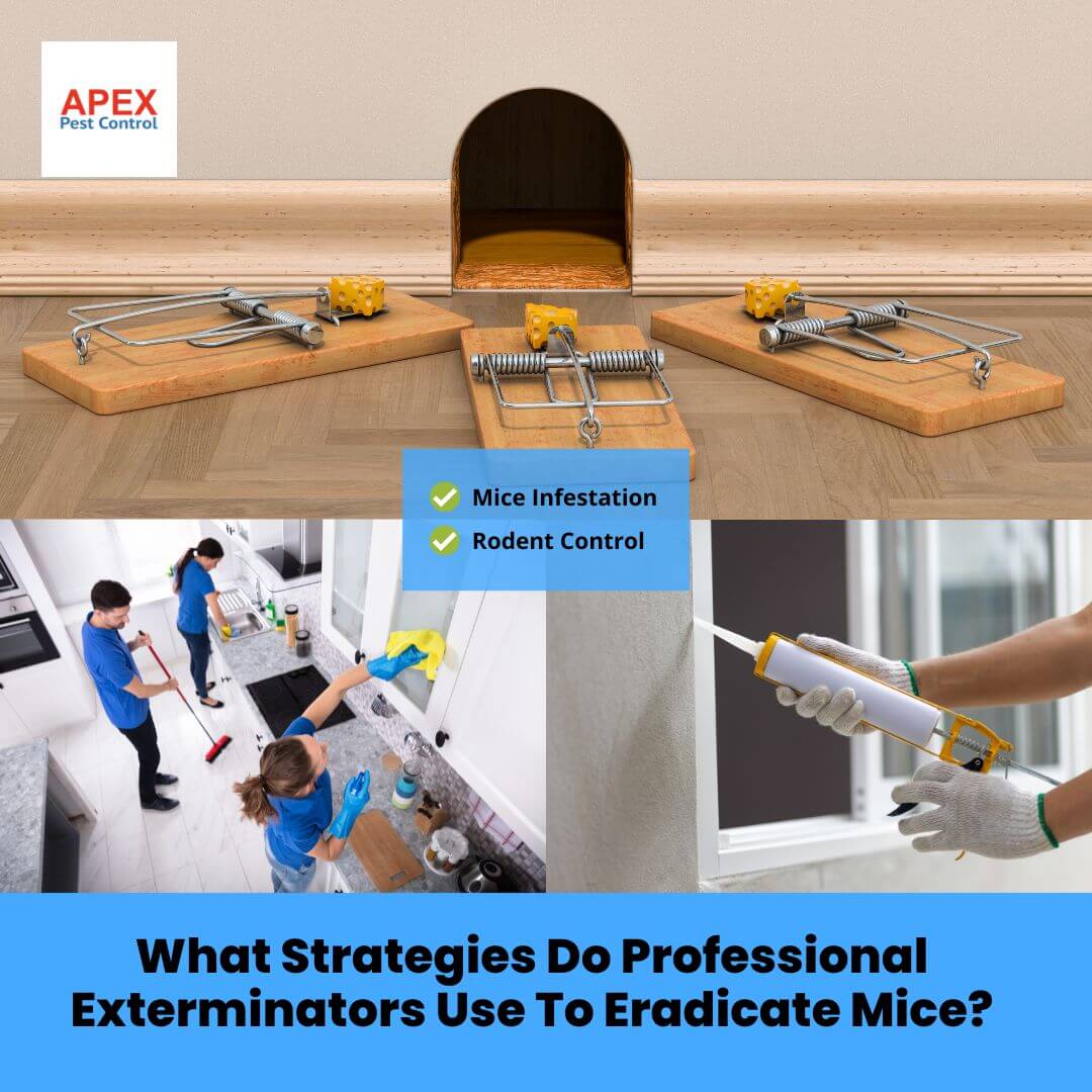 What Strategies Do Professional Exterminators Use To Eradicate Mice