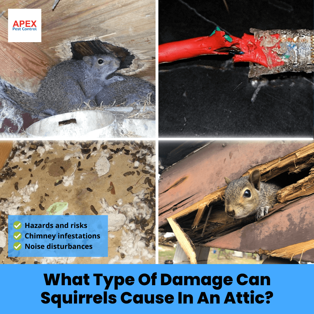 What Type Of Damage Can Squirrels Cause In An Attic?