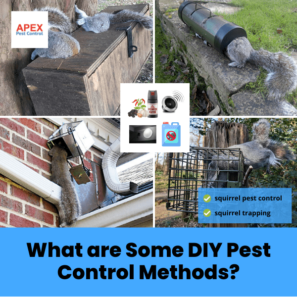 What are Some DIY Pest Control Methods - squirrel pest control.