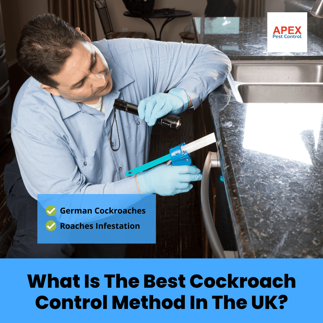 What is the Best Cockroach Control Method in the UK