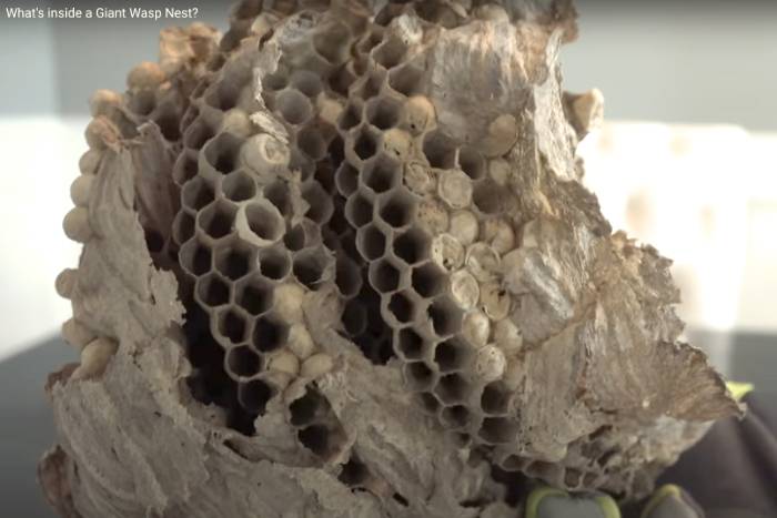Inside a nest