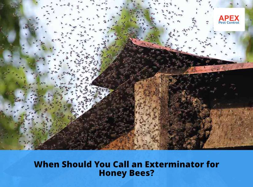 When Should You Call an Exterminator for Honey Bees
