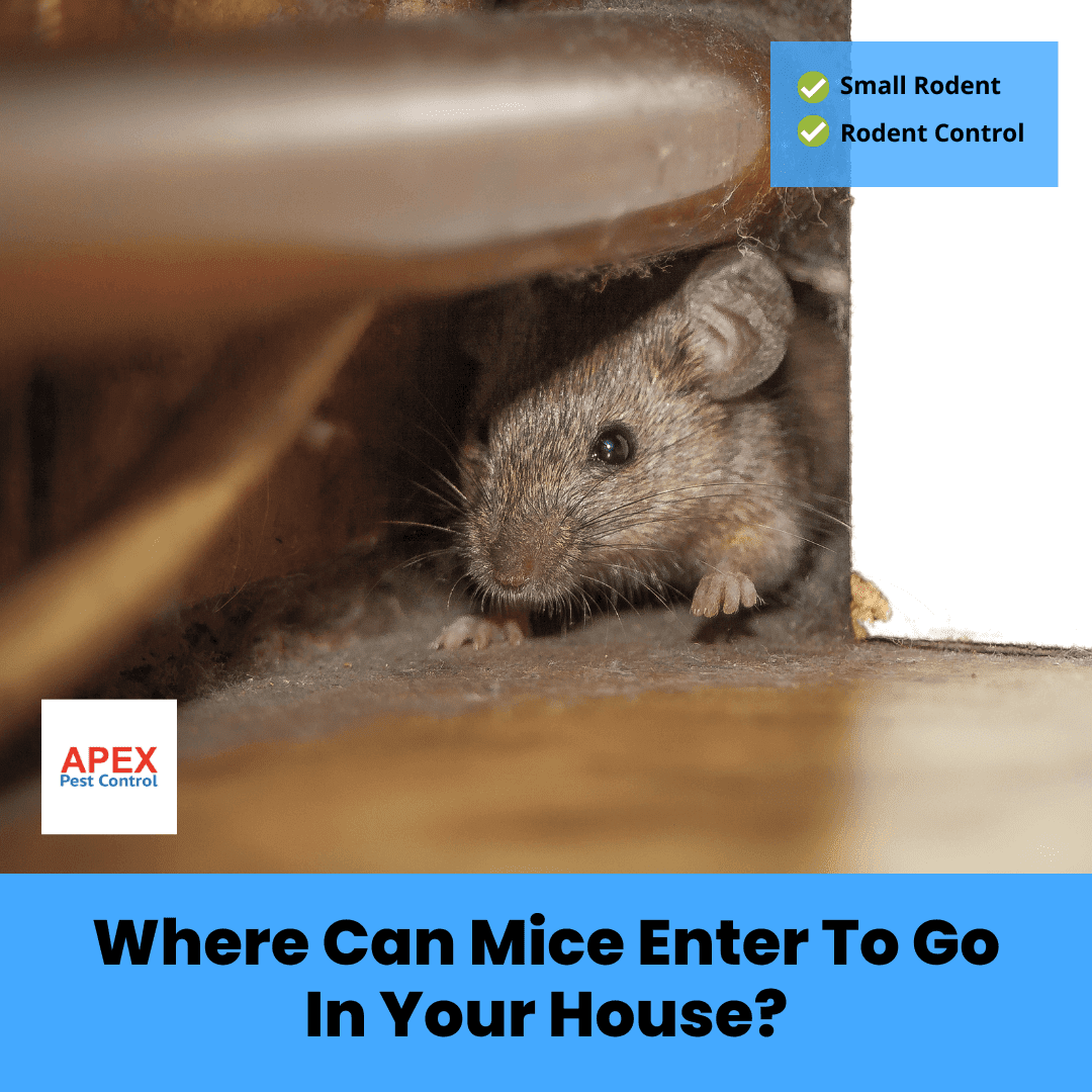 Where Can Mice Enter To Go In Your House