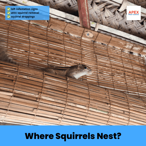 where squirrels nest