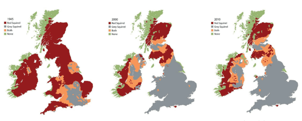 where to find red squirrels