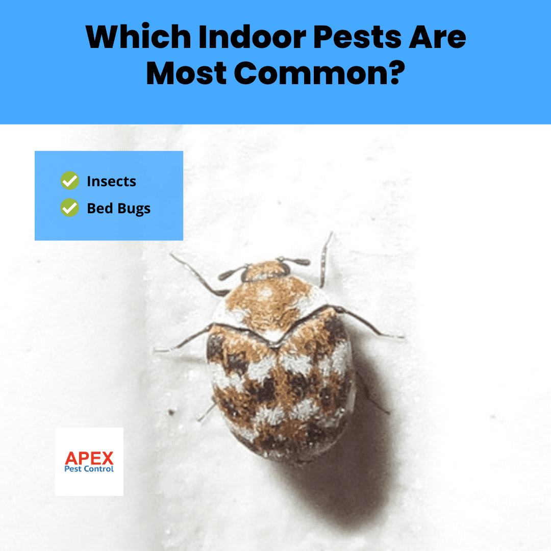 Which Indoor Pests Are Most Common
