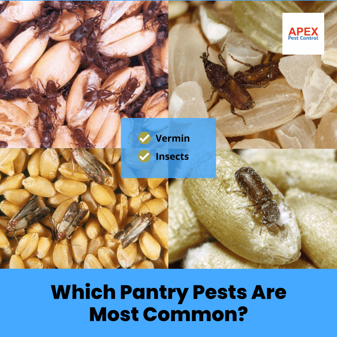 Which Pantry Pests Are Most Common