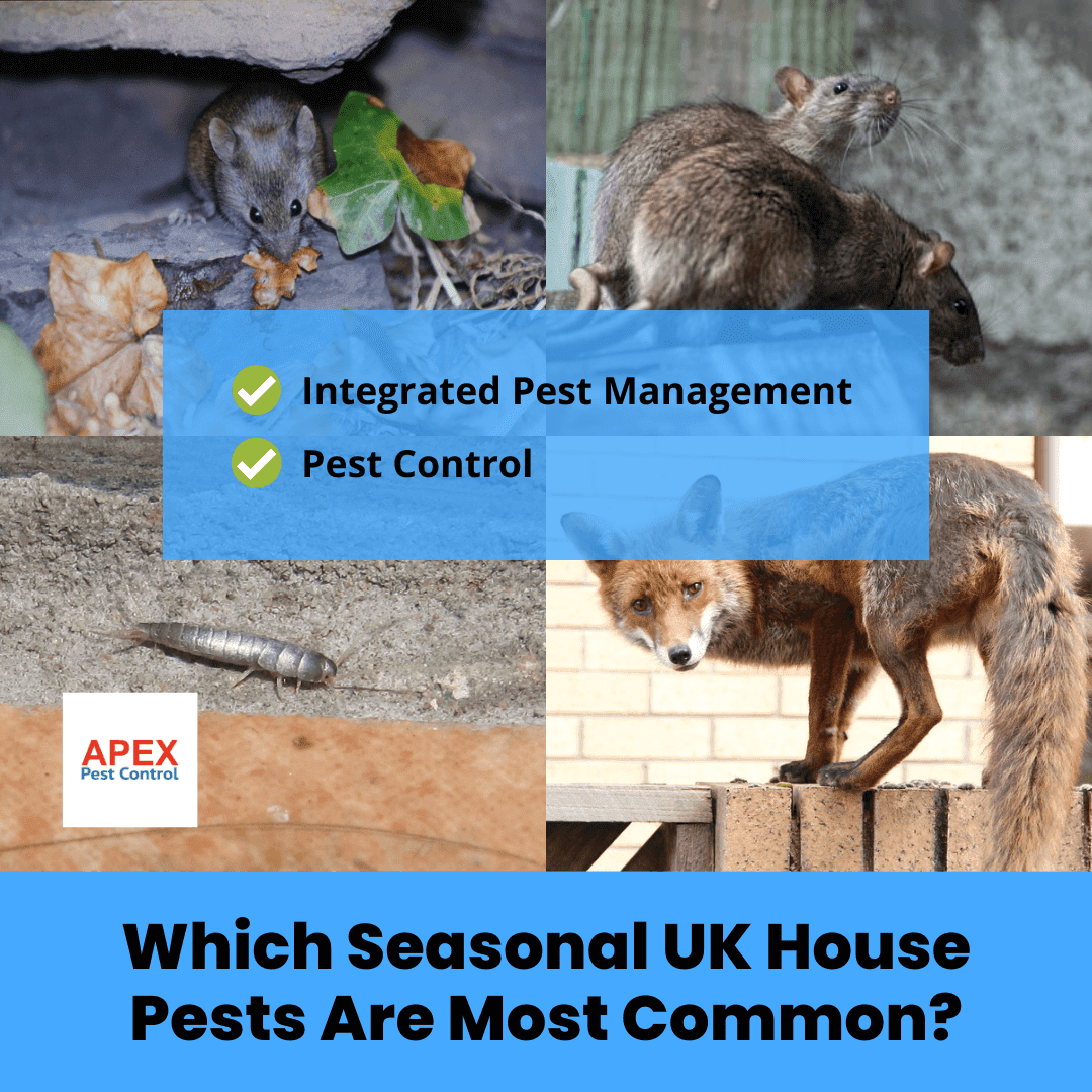 Which Seasonal UK House Pests Are Most Common