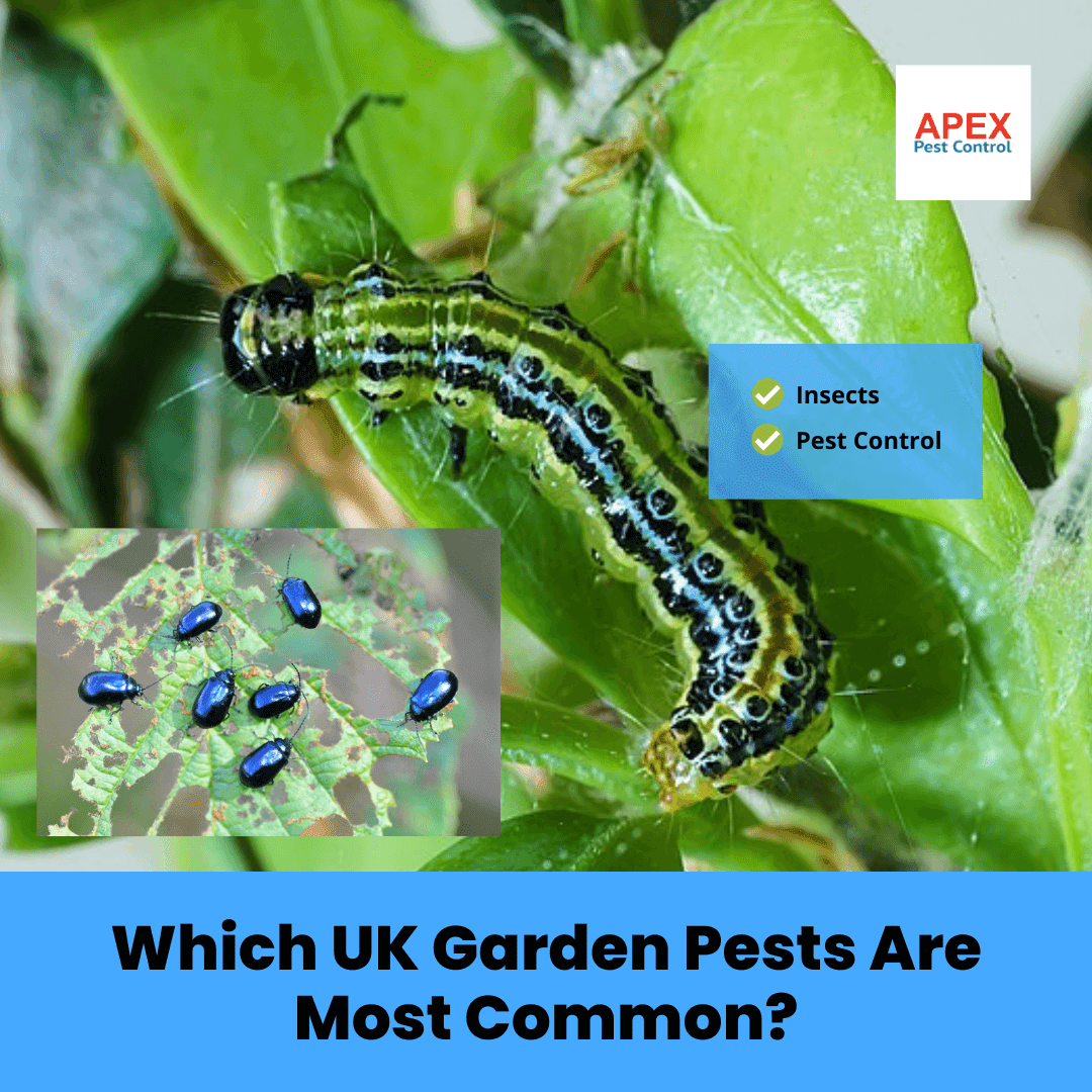 Which UK Garden Pests Are Most Common