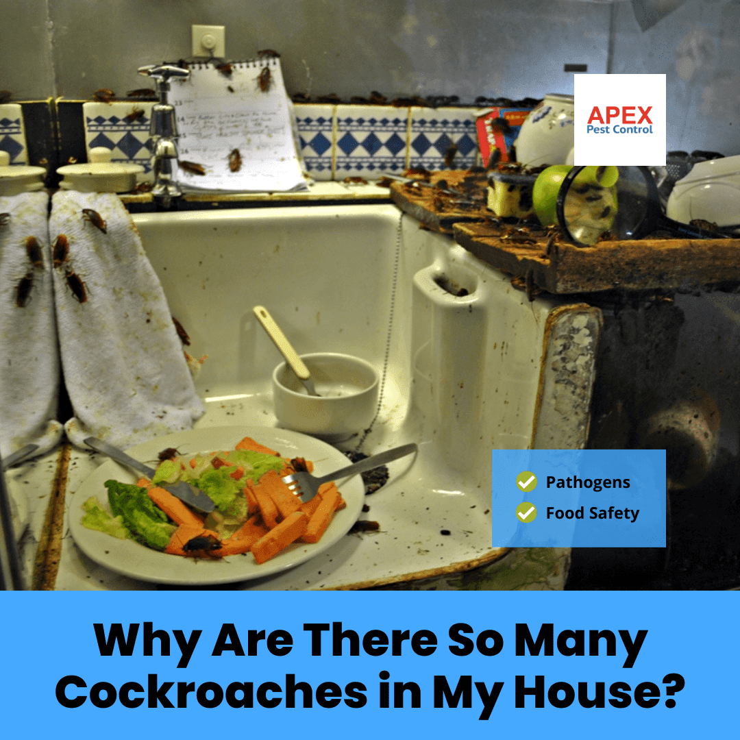 Why Are There So Many Cockroaches in My House