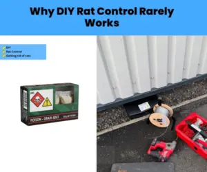 DIY rat poison product beside a professional-grade tamper-resistant bait station