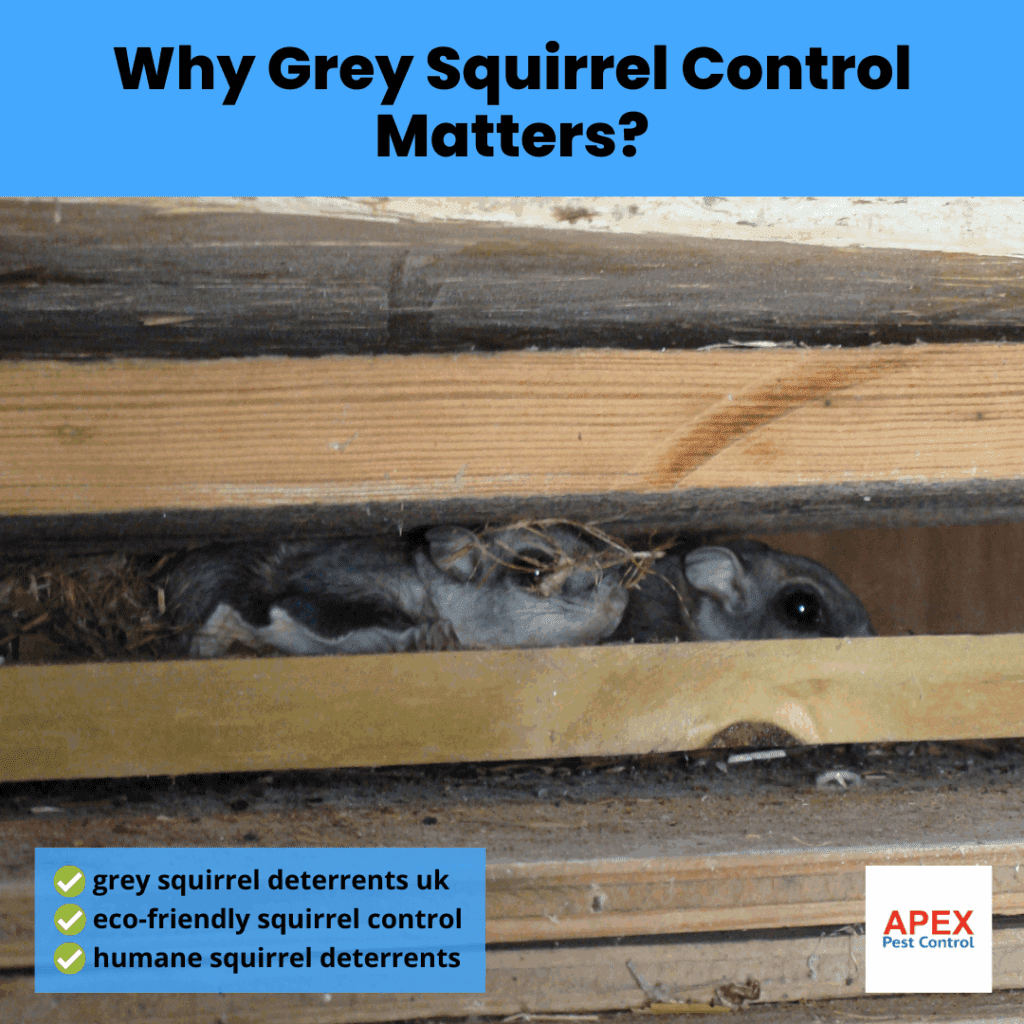 why grey squirrel control matters