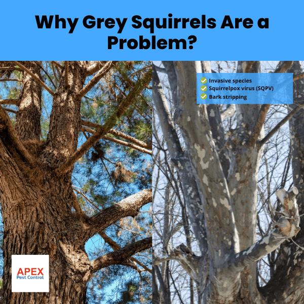 why grey squirrels are a problem