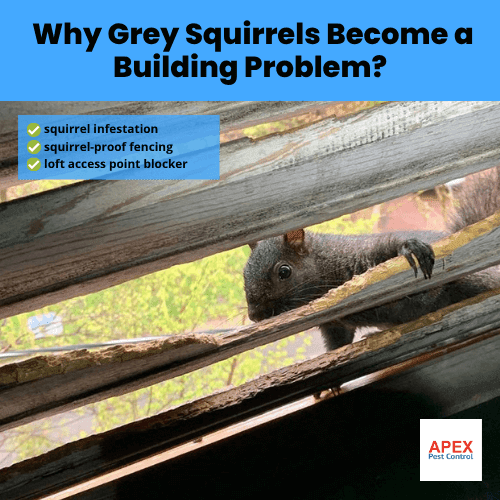 why grey squirrels become a building problem