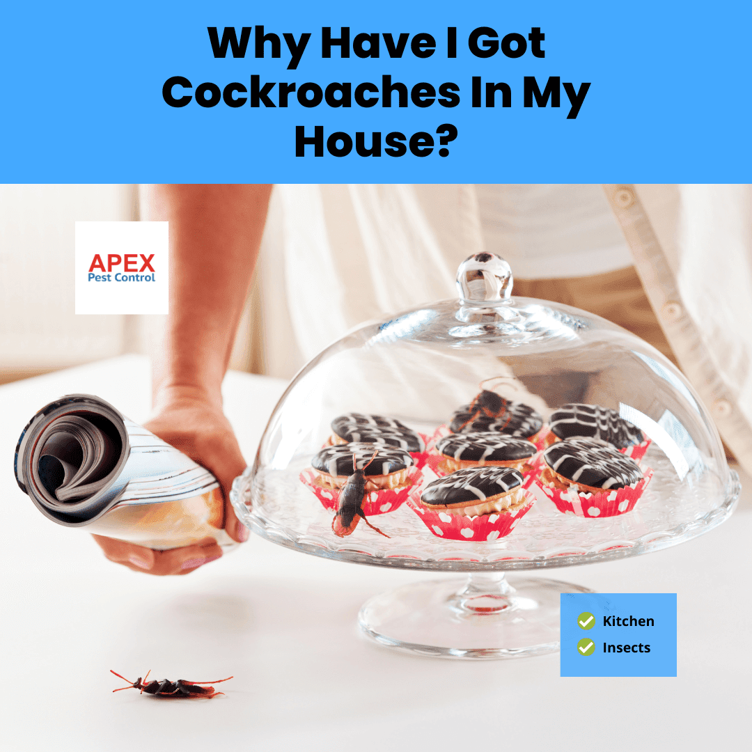 Why Have I Got Cockroaches In My House