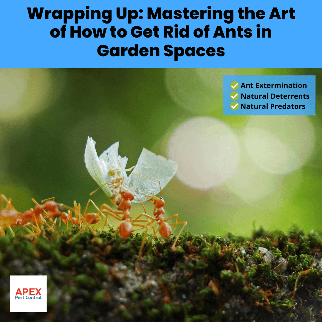 Wrapping Up Mastering the Art of How to Get Rid of Ants in Garden Spaces