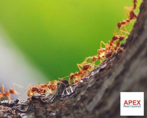 pest control services 