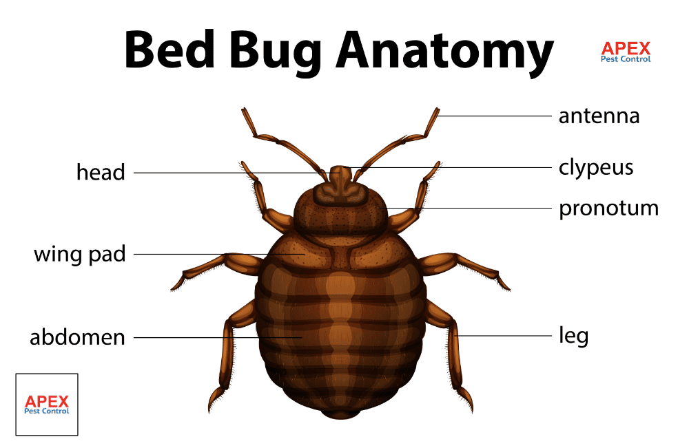 bedbug anatomy