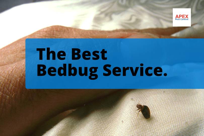 bedbugs best service