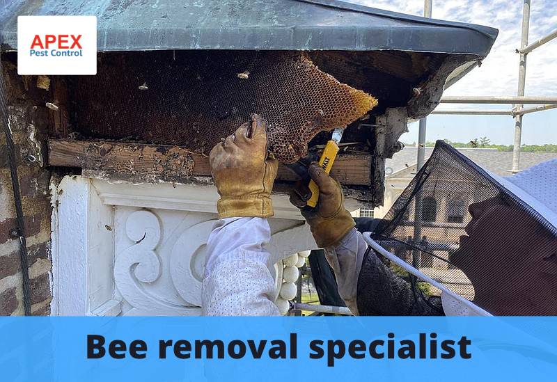 bee removal specialist